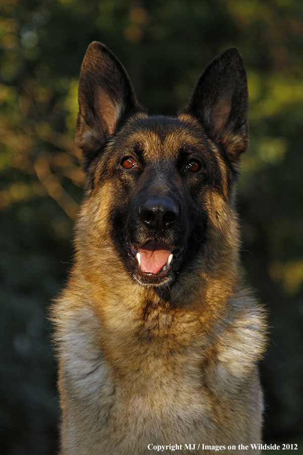 German Shepherd
