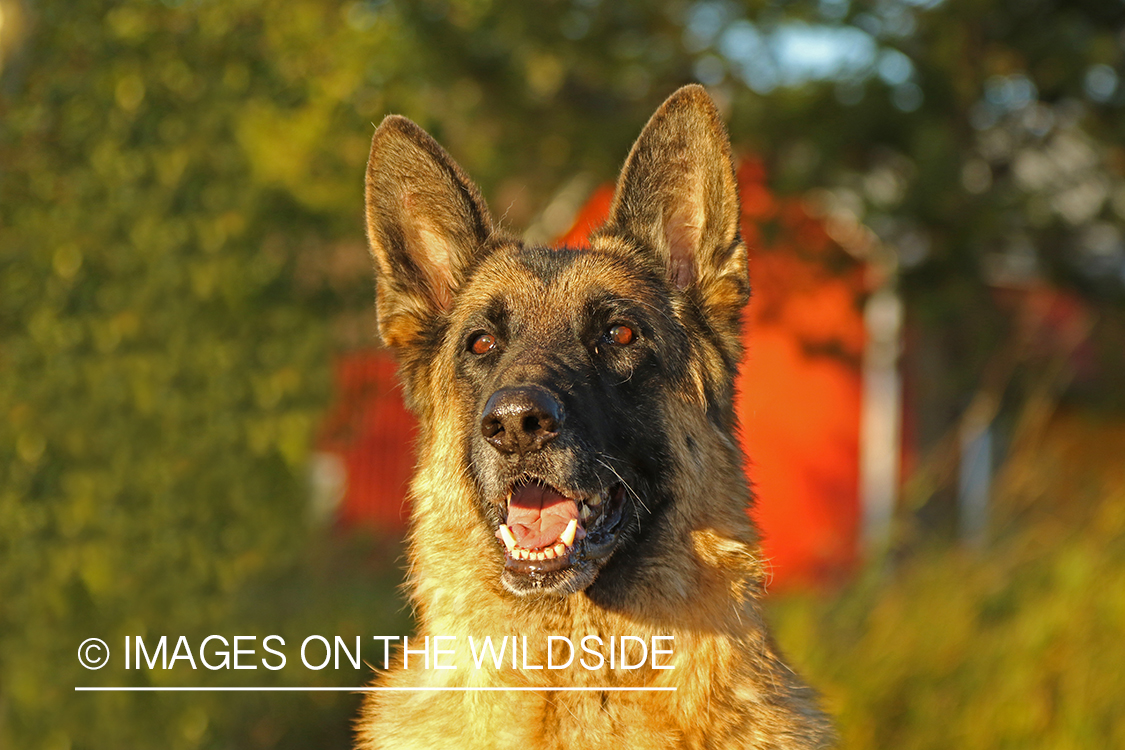 German Shepherd in front of red barn.
