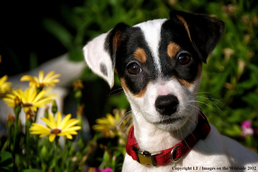 Jack russel terrier puppy.