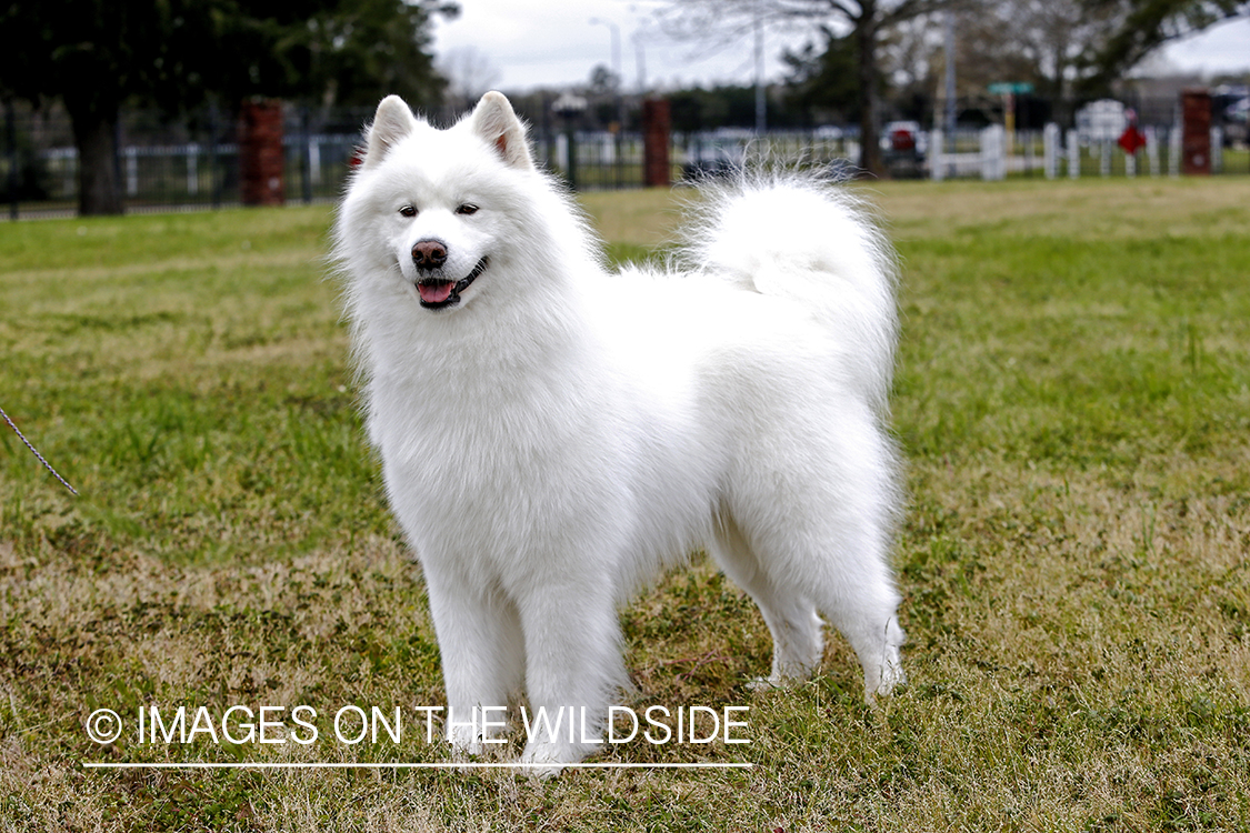 White Spitz