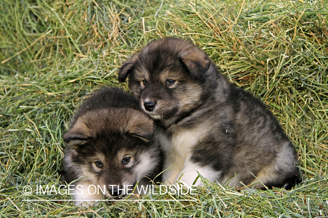 Malamute puppies