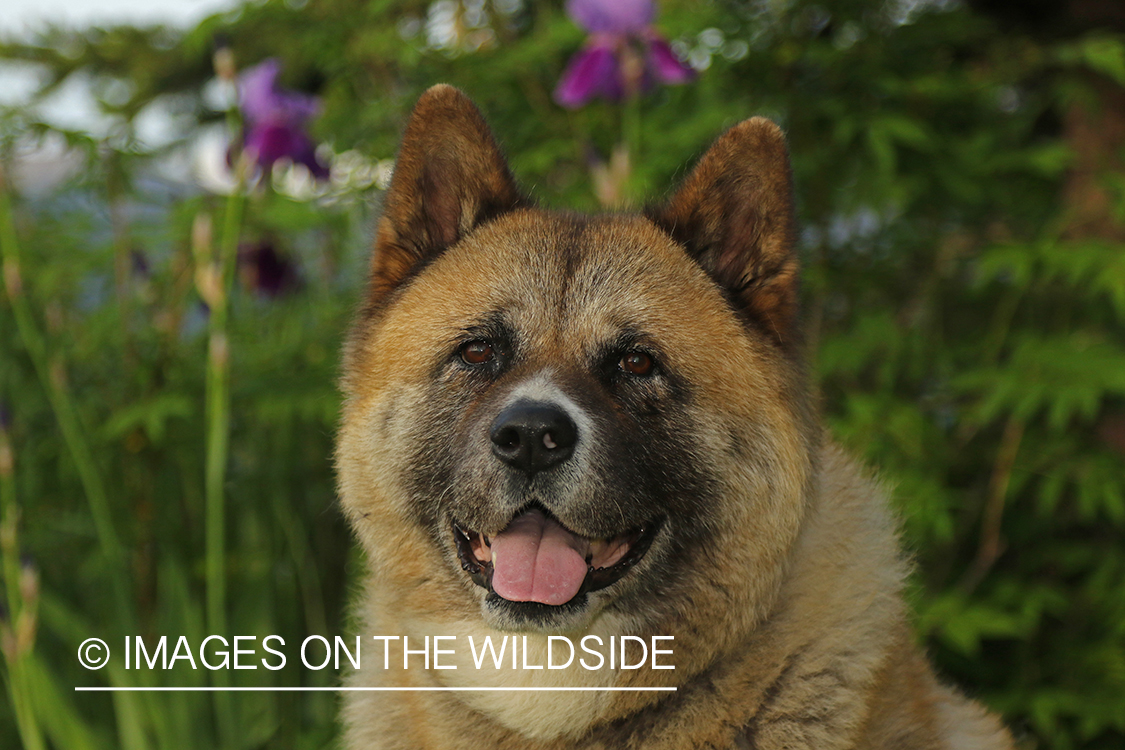 Akita dog by flowers.