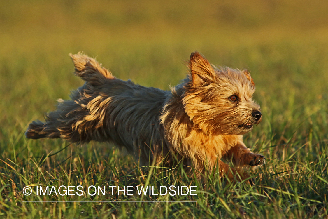 Norfolk Terrier running in grass.