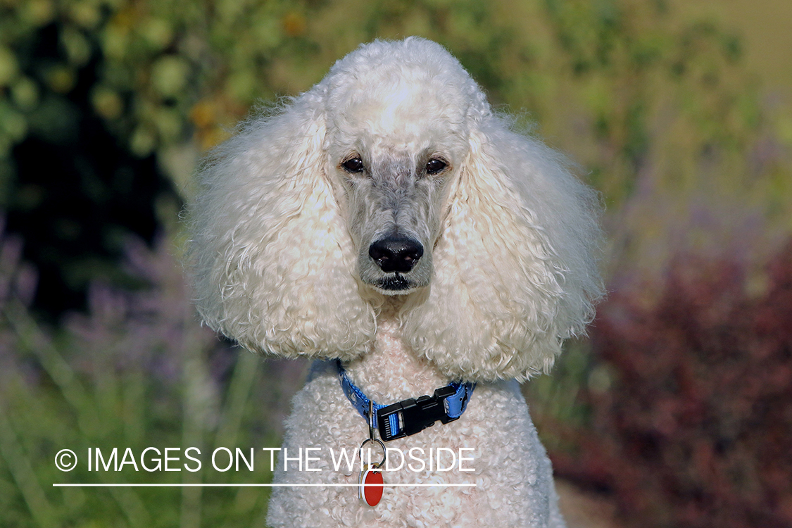 Standard Poodle in grass.