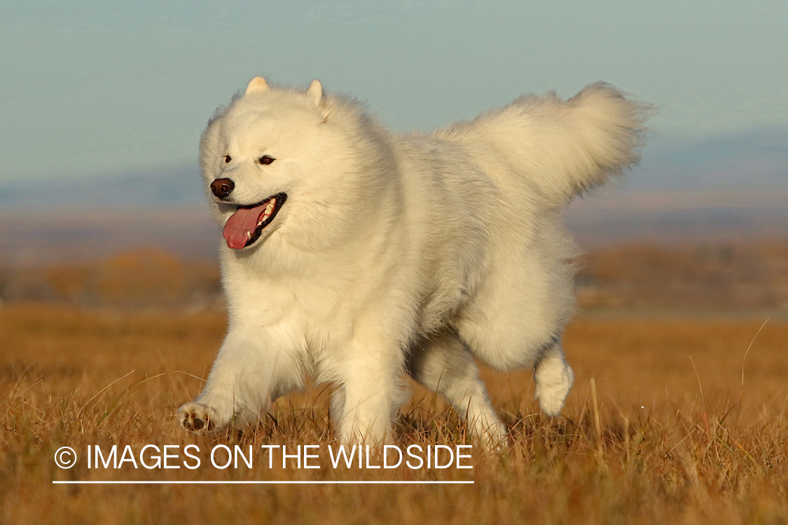 Samoyed running in field.