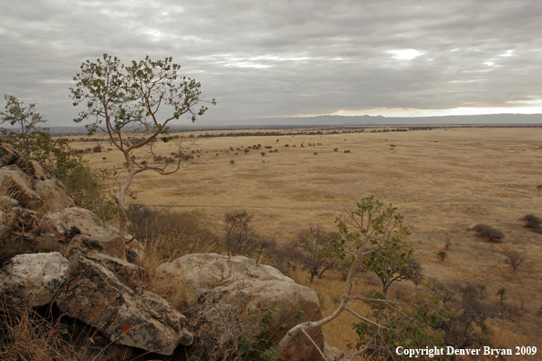 African landscape with Baobab trees.