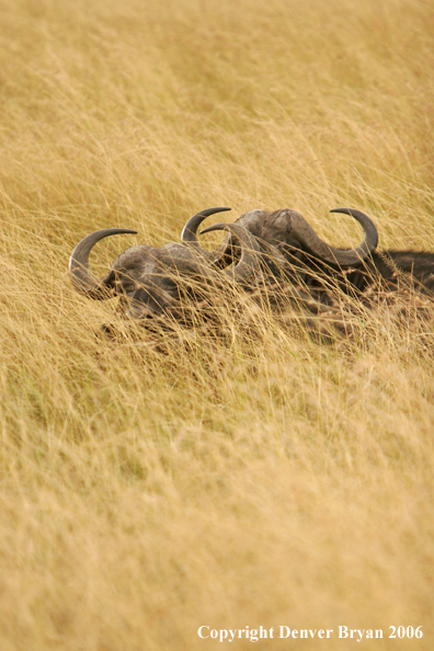 African Cape Buffalo lying in field