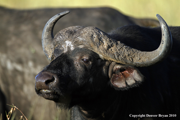 Cape buffalo bull.