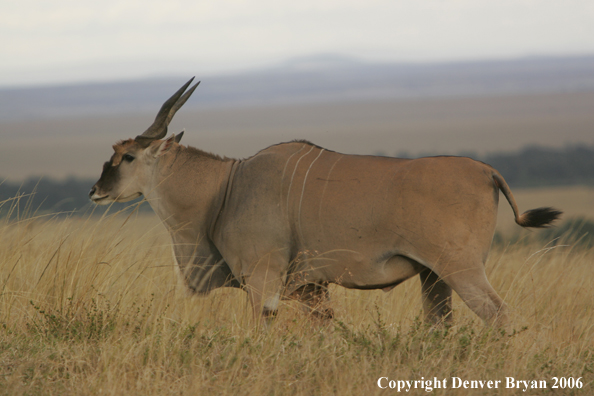African Eland on plains