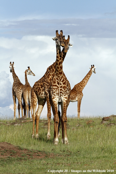 Masai Giraffe 