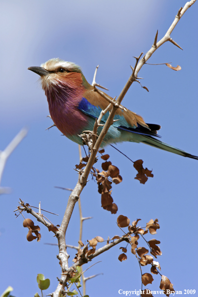 Lilac Breasted Roller