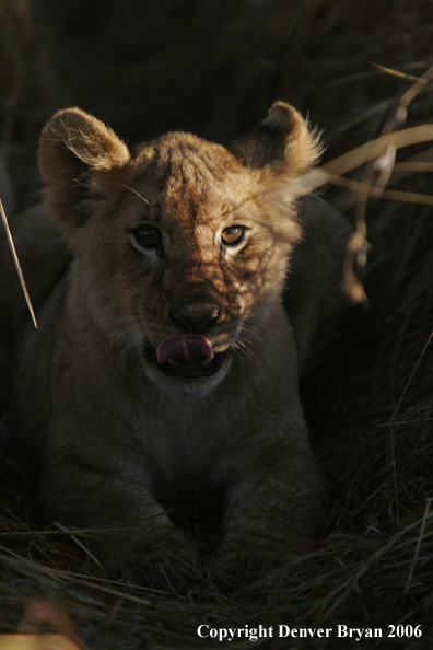 African lion cub