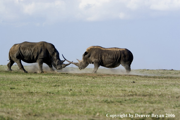 White African Rhinocerouses