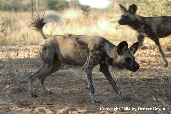 African Wild Dogs in habitat.