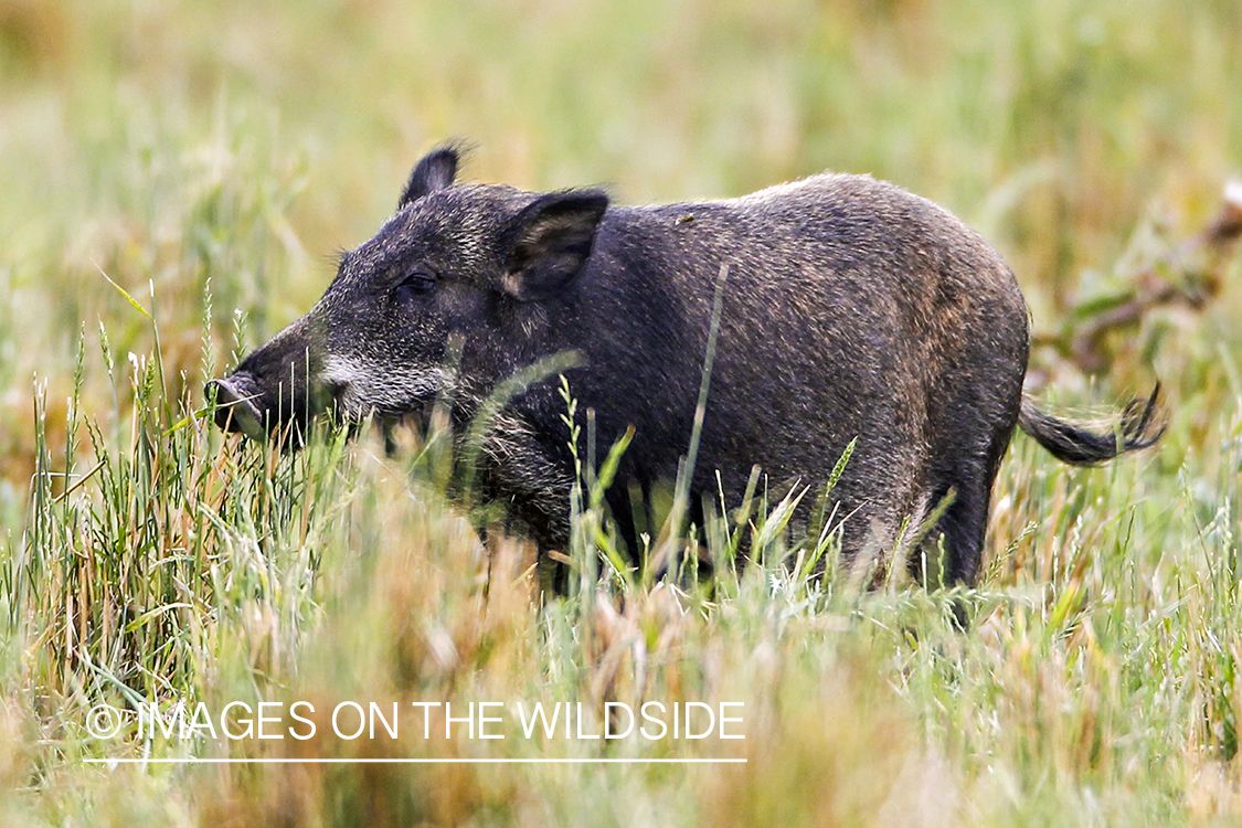 Feral hog in habitat.