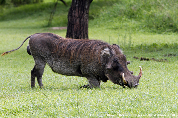 African Warthog
