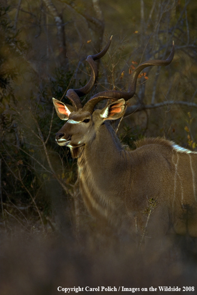 African Kudu in habitat