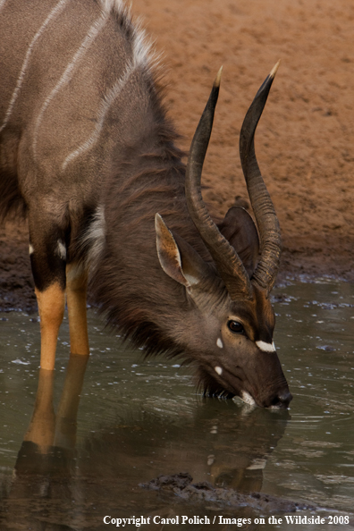 Nyala Bull drinking