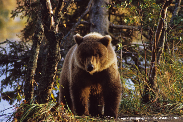 Brown/Grizzly Bear in habitat