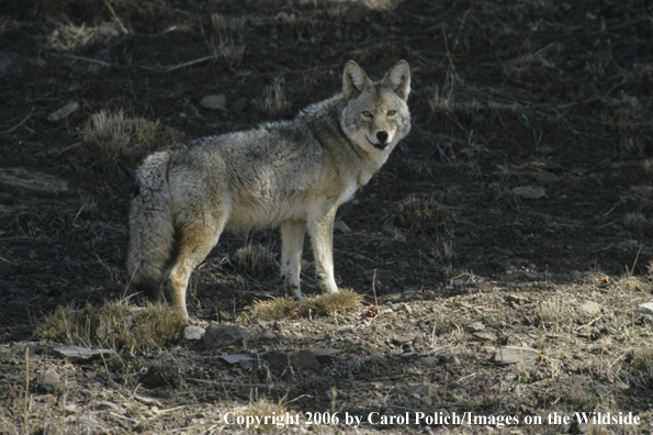 Coyote in habitat.