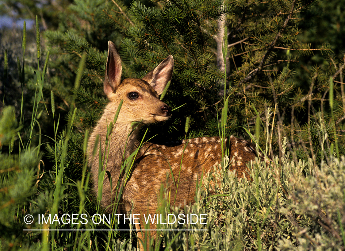 Mule Deer Fawn