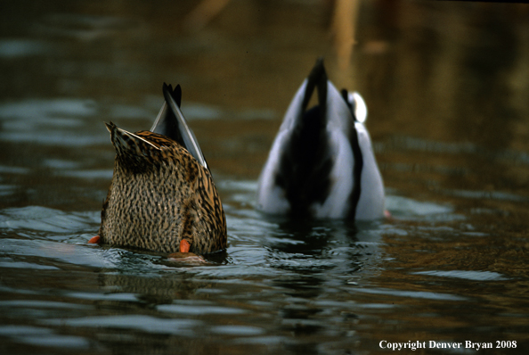 Mallard pair feeding on bottom