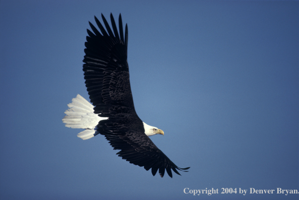 Bald eagle in flight.