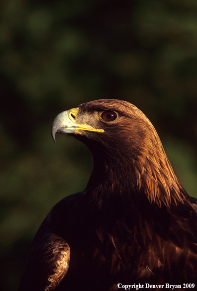 Golden Eagle
