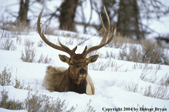 Bull elk bedded in snow