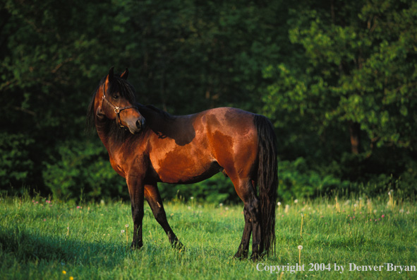 Morgan stallion in pasture.