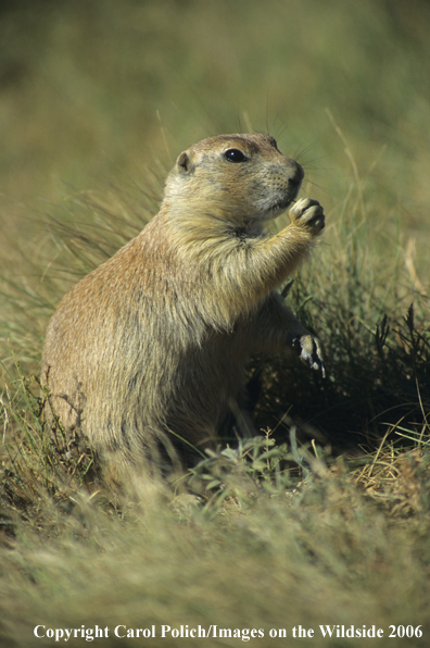 Prairie Dog