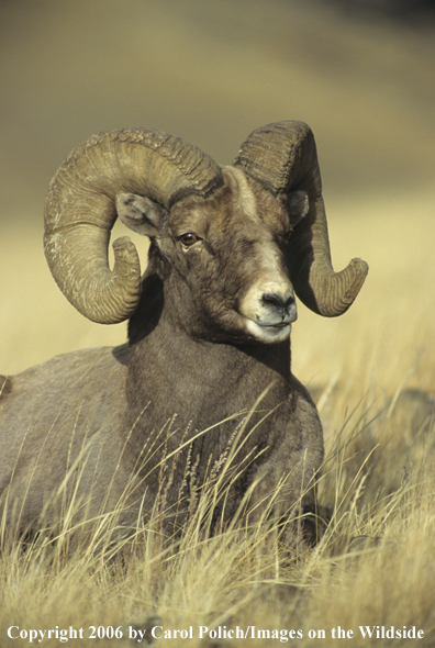 Rocky Mountain bighorn sheep in habitat.