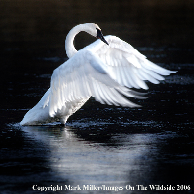 Trumpeter Swan in habitat.