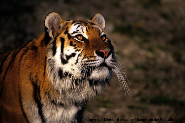 Bengal Tiger