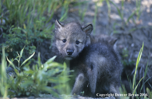 Gray wolf pups in den.