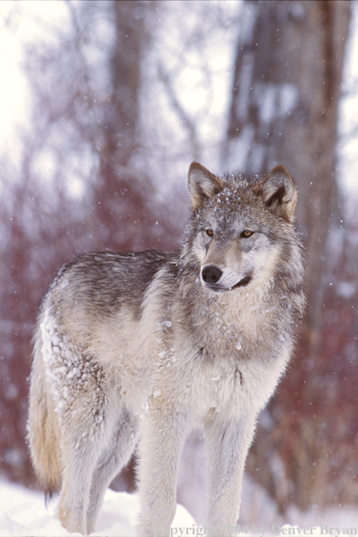 Gray wolf in winter habitat.