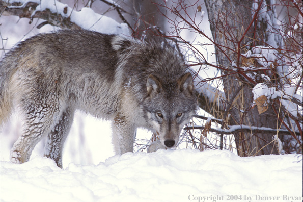Gray wolf in winter habitat.