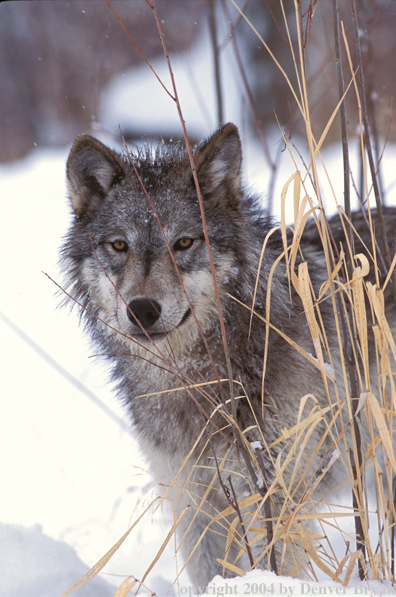 Gray wolf in winter habitat.