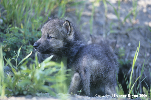 Gray wolf pups in den.