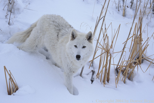 Gray wolf in winter habitat.