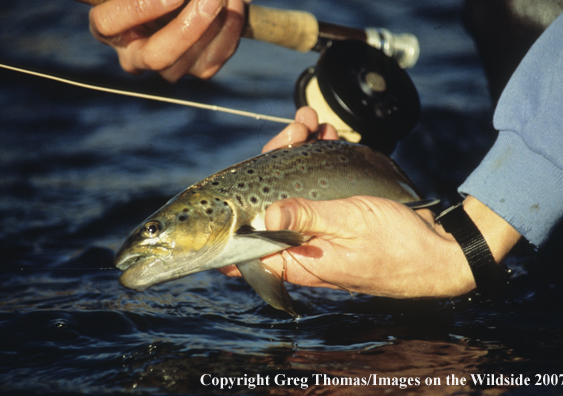 Brown Trout