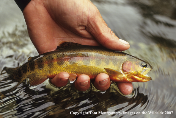 Golden Trout