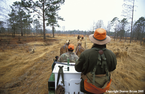 Upland bird hunters in field hunting for Bobwhite quail.