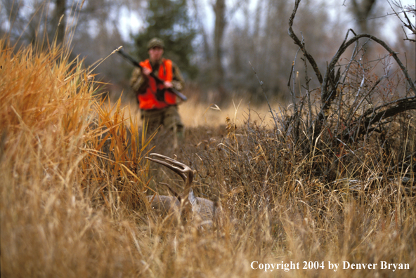 Hunter approaching downed white-tailed deer.
