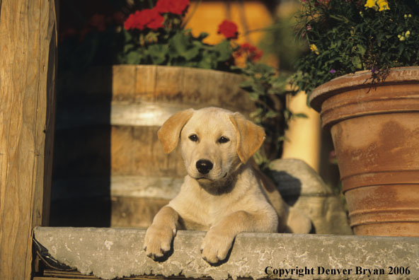 Yellow Labrador Retriever Puppy.