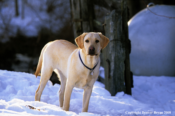 Labrador Retriever