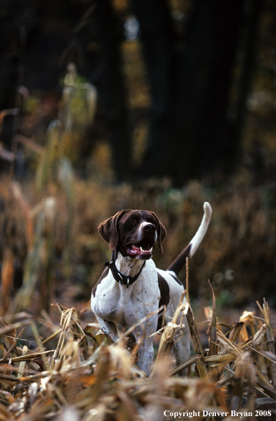 English Pointer on point