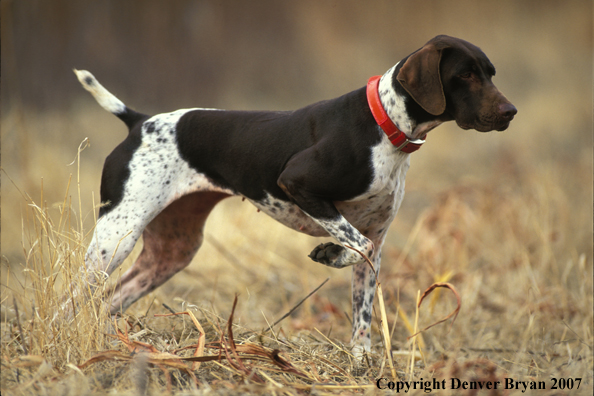 German Shorthaired Pointer on point.
