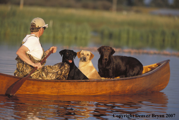 Black, yellow, and chocolate Labrador Retrievers in canoe with owner