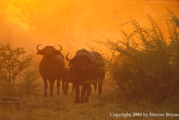 Herd of Cape Buffalo in habitat.